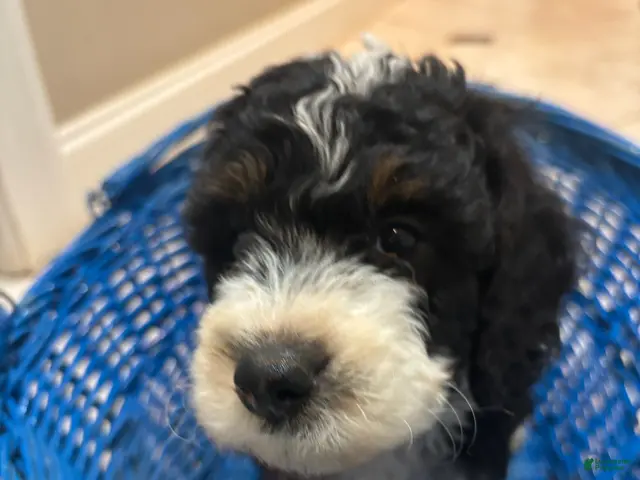 Mini Bernedoodle dogs for sale: Peony - Ad 1
