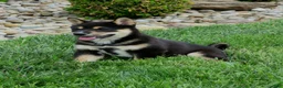 Shiba Inu dogs for sale: Blake - Ad 7