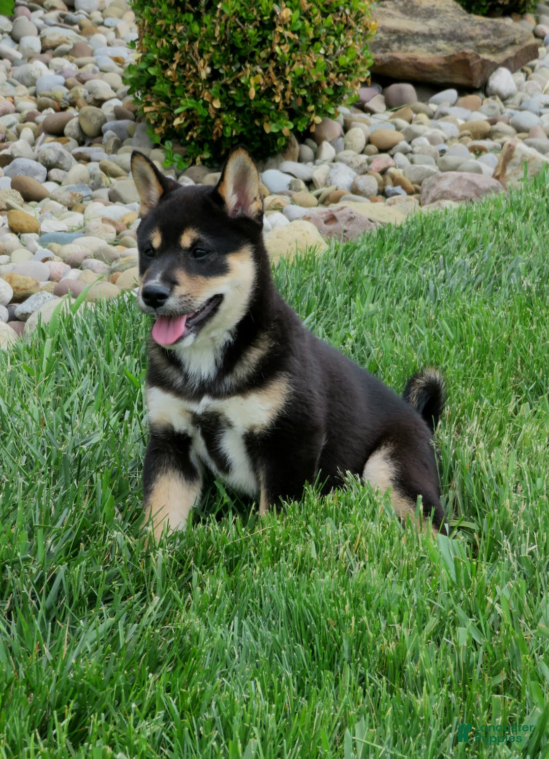 Shiba Inu dogs for sale: Blake - Ad 7