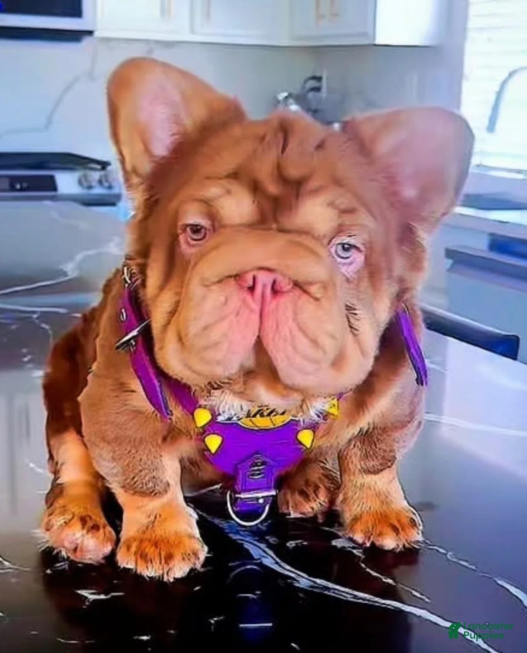 French Bulldog dogs for sale: Amber - Ad 4