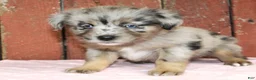 Miniature Australian Shepherd dogs for sale: Miniature Australian Shepherd Puppy 3 - Ad 1