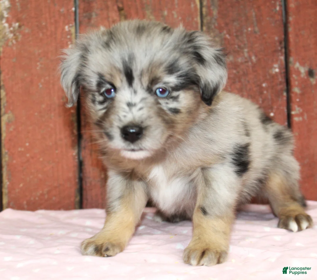 Miniature Australian Shepherd dogs for sale: Miniature Australian Shepherd Puppy 3 - Ad 1