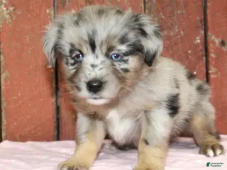 Miniature Australian Shepherd dogs Miniature Australian Shepherd Puppy 3 - Ad 6