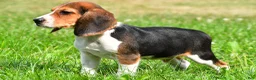 Beagle dogs for sale: Bo - Ad 2