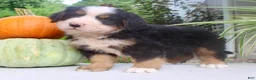 Bernese Mountain Dog dogs for sale: Theo - Ad 7