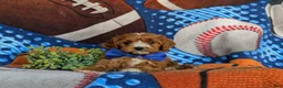 Cavapoo dogs for sale: Murdoch - Ad 8