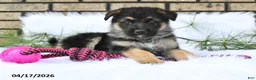 German Shepherd dogs for sale: Kirk - Ad 2