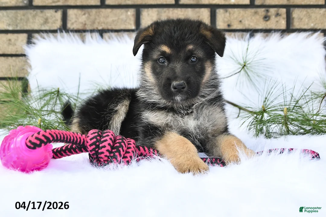 German Shepherd dogs for sale: Kirk - Ad 2