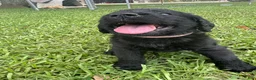 Labradoodle dogs for sale: Skye - Ad 2