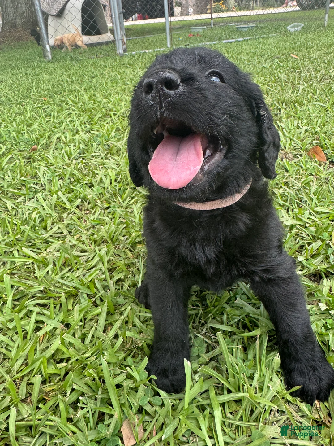 Labradoodle dogs for sale: Skye - Ad 2