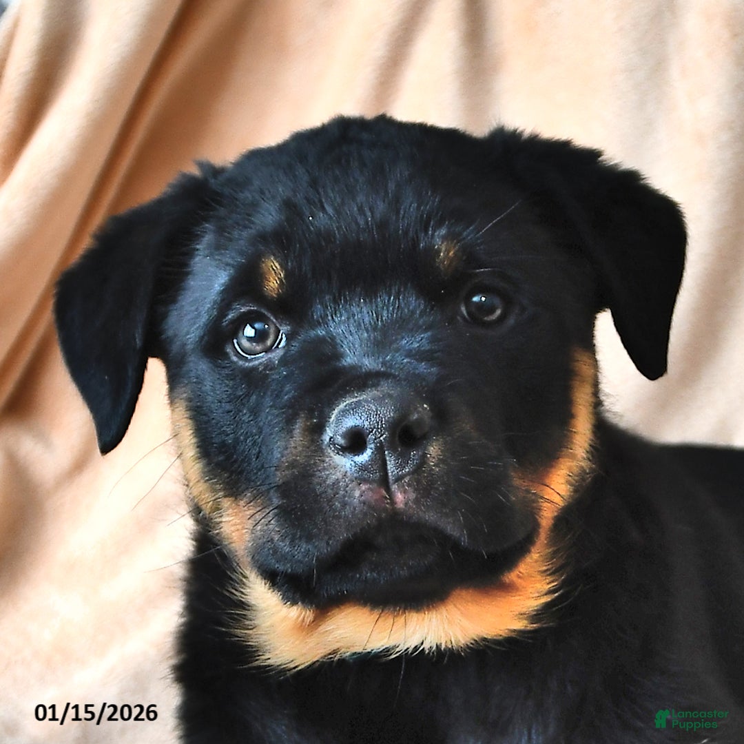 Rottweiler dogs for sale: Patty - Ad 2