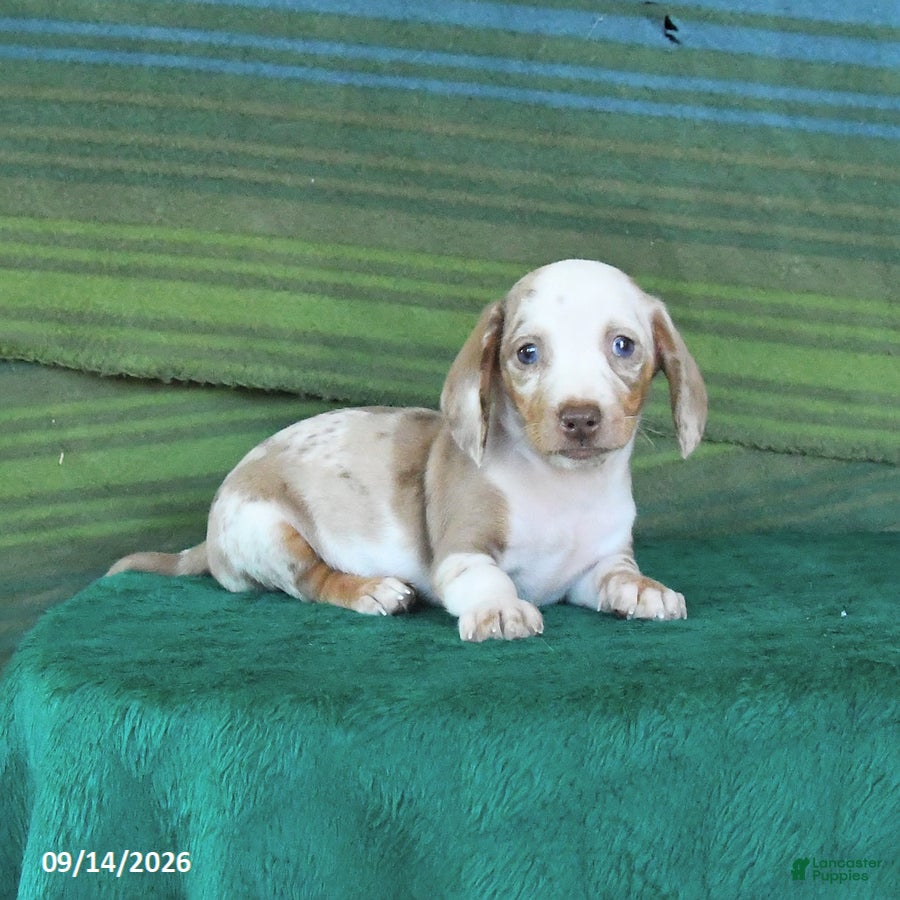 Miniature Dachshund dogs Rusty - Ad 2