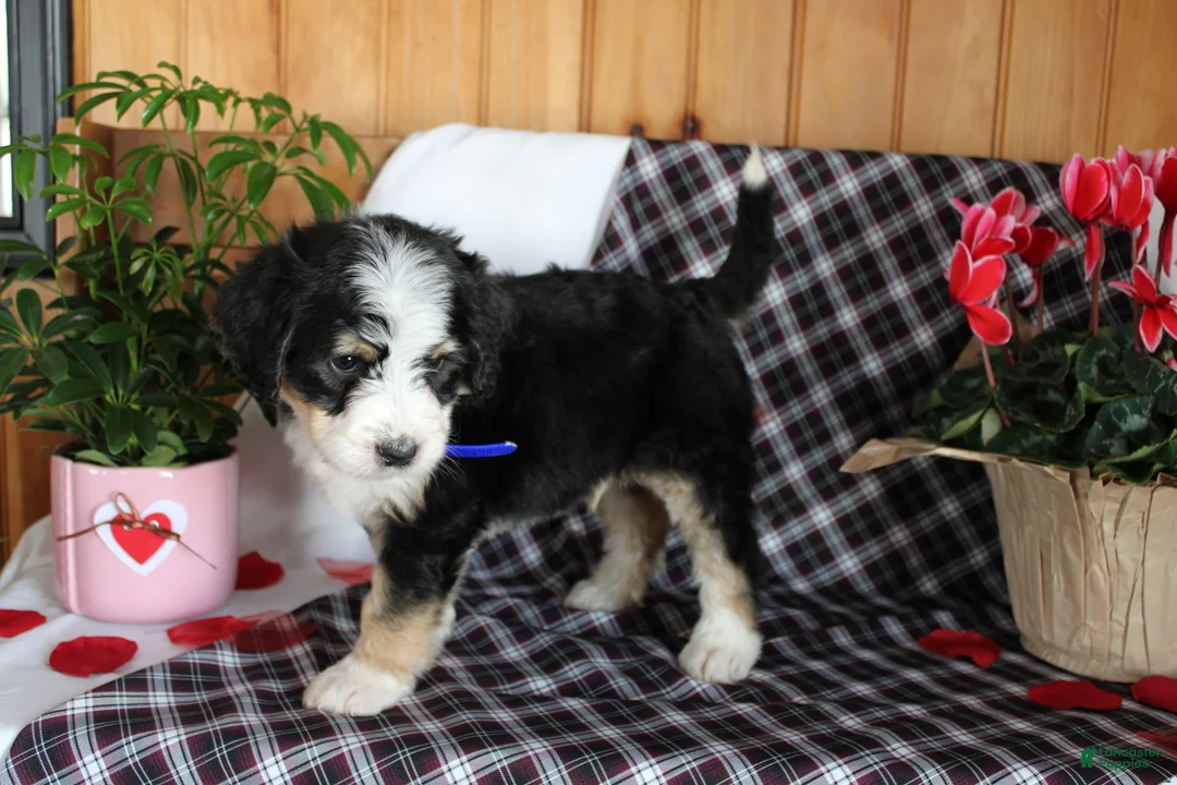 Bernedoodle dogs for sale: Spiderman - Ad 2