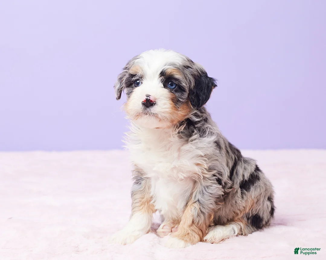 Mini Bernedoodle dogs for sale: Rambo - Ad 4