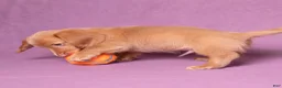 Miniature Dachshund dogs for sale: Peanut - Ad 11