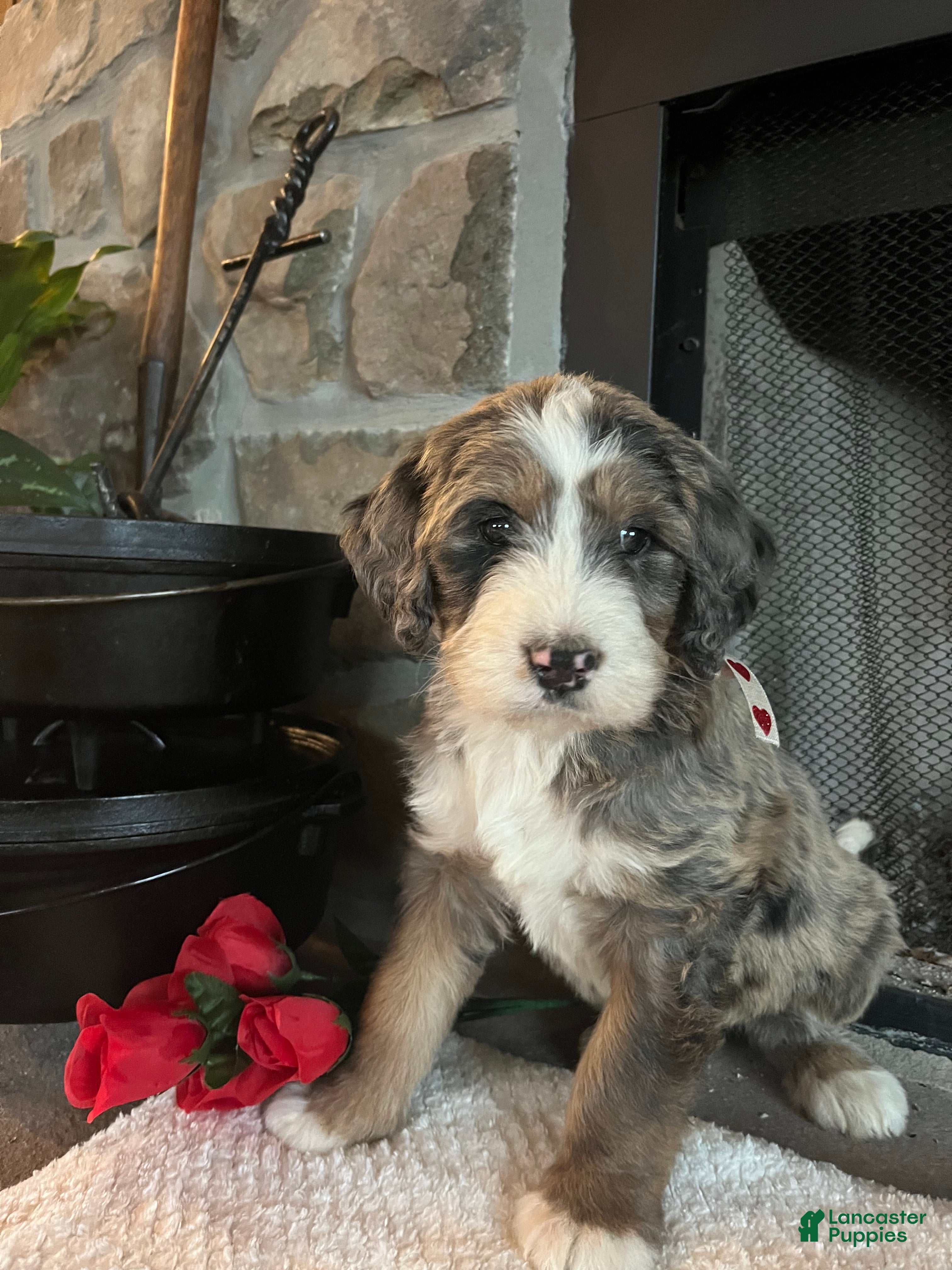 Bernedoodle dogs Alpine - Ad 3