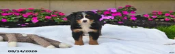 Bernese Mountain Dog dogs for sale: Claire - Ad 4