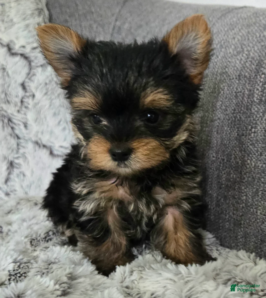 Yorkshire Terrier dogs for sale: Pearl  - Ad 1
