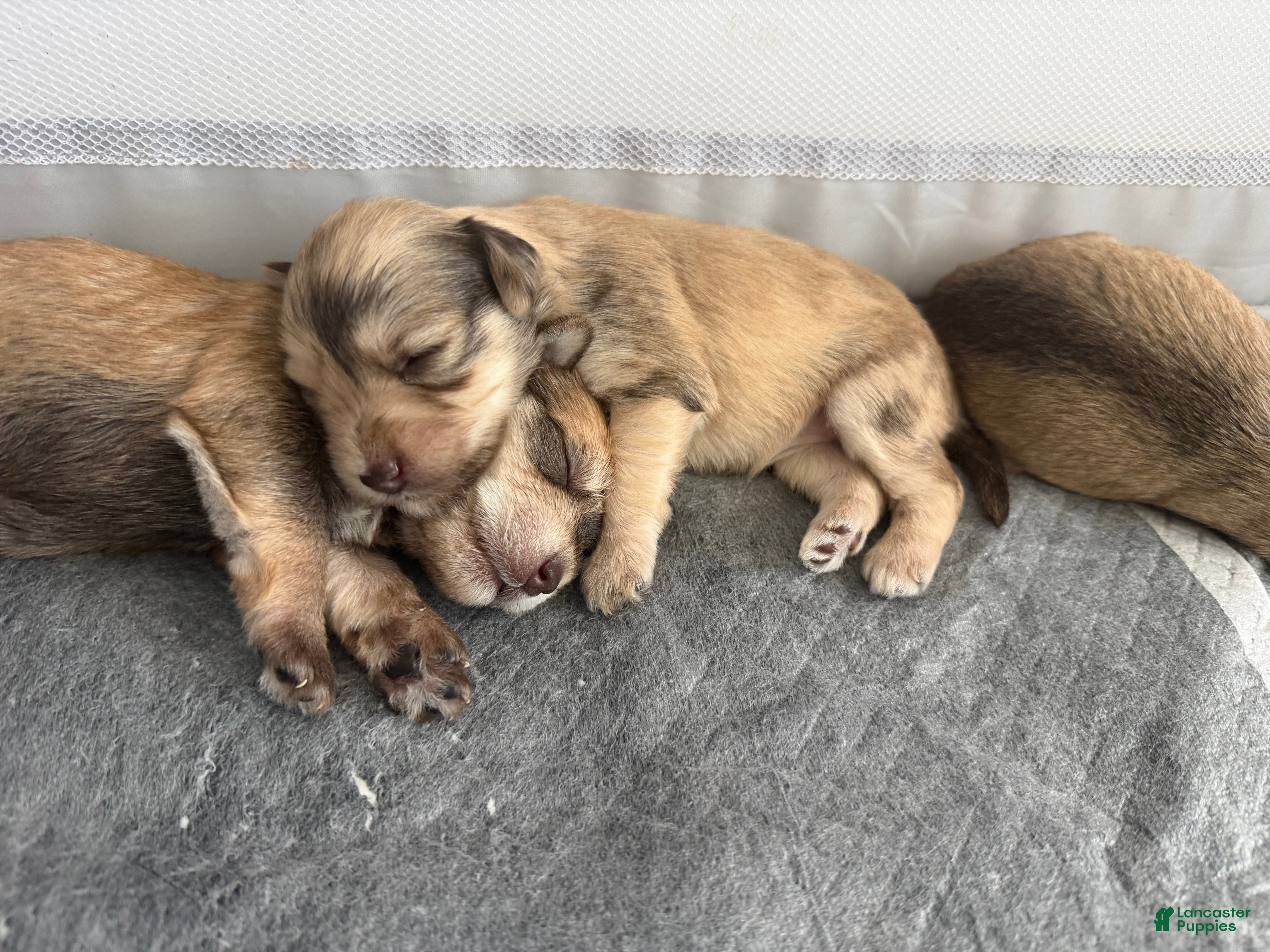 Miniature Schnauzer dogs Miniature Schnauzer Puppy 6 - Ad 3