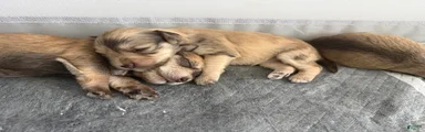 Miniature Schnauzer Puppy 6