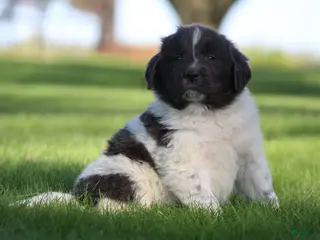 Newfoundland dogs for sale: Macy - Ad 1
