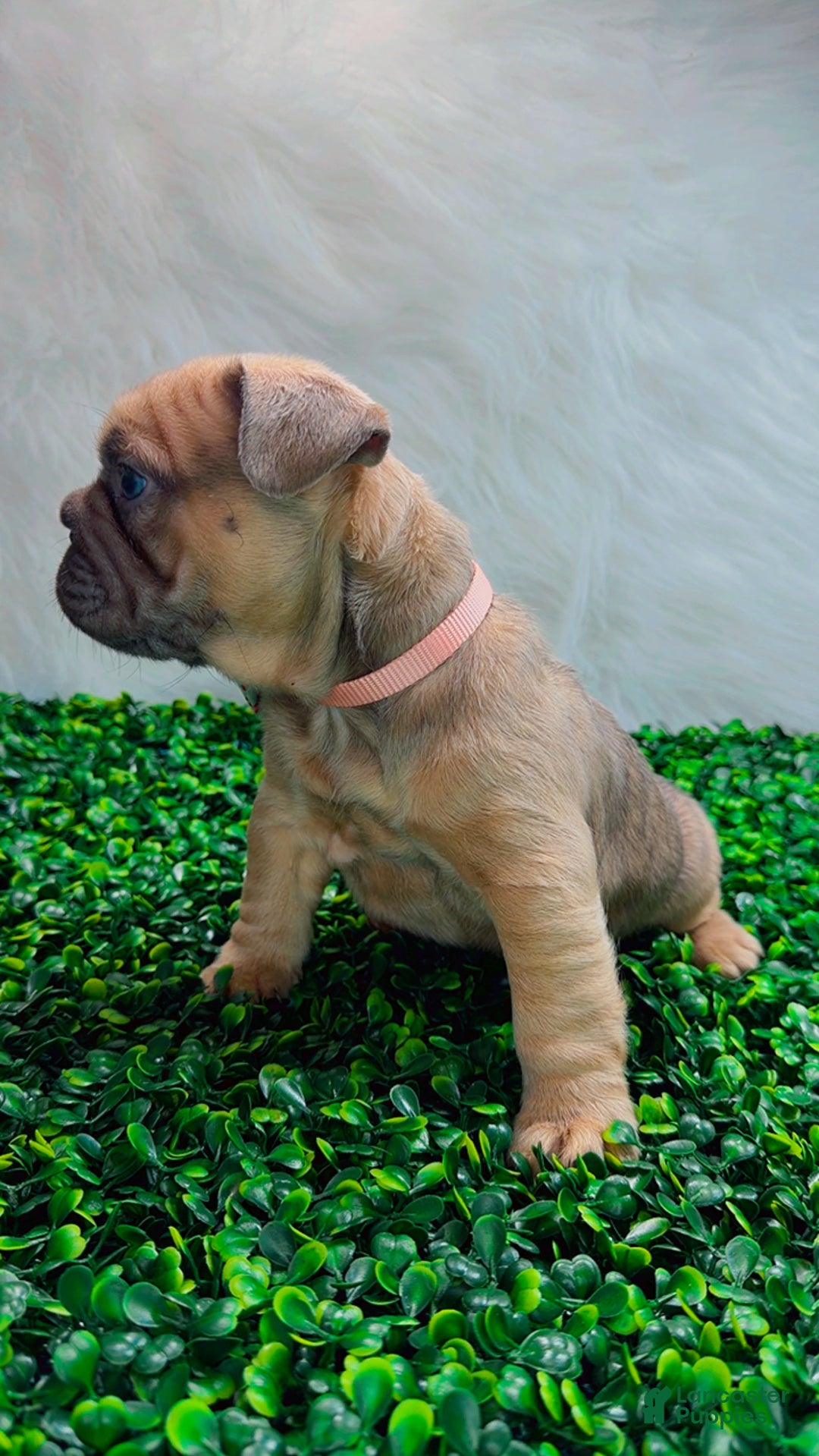 French Bulldog dogs for sale: MAVI - Ad 9