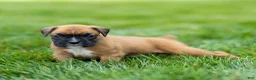 Boxer dogs for sale: Nettie Boxer  - Ad 9