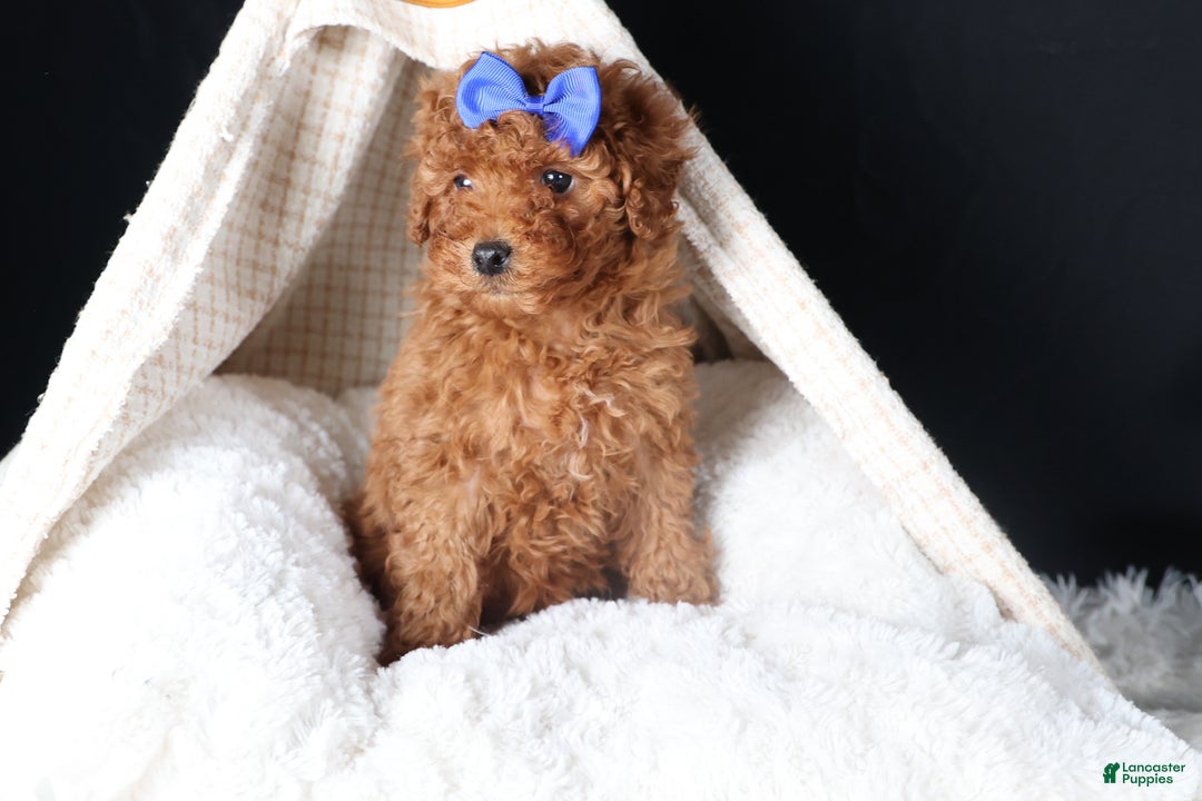 Miniature Poodle dogs for sale: BAILEY - Ad 9