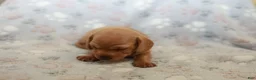 Miniature Dachshund dogs for sale: Peter - Ad 1
