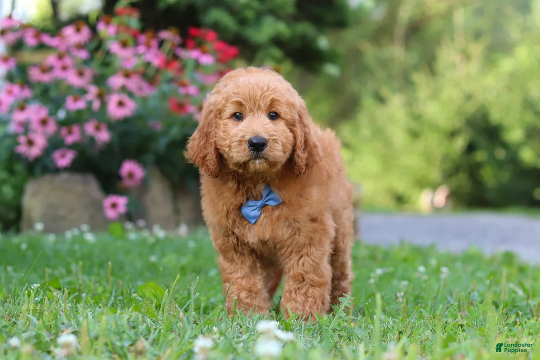 Goldendoodle dogs for sale: Theo - Ad 2