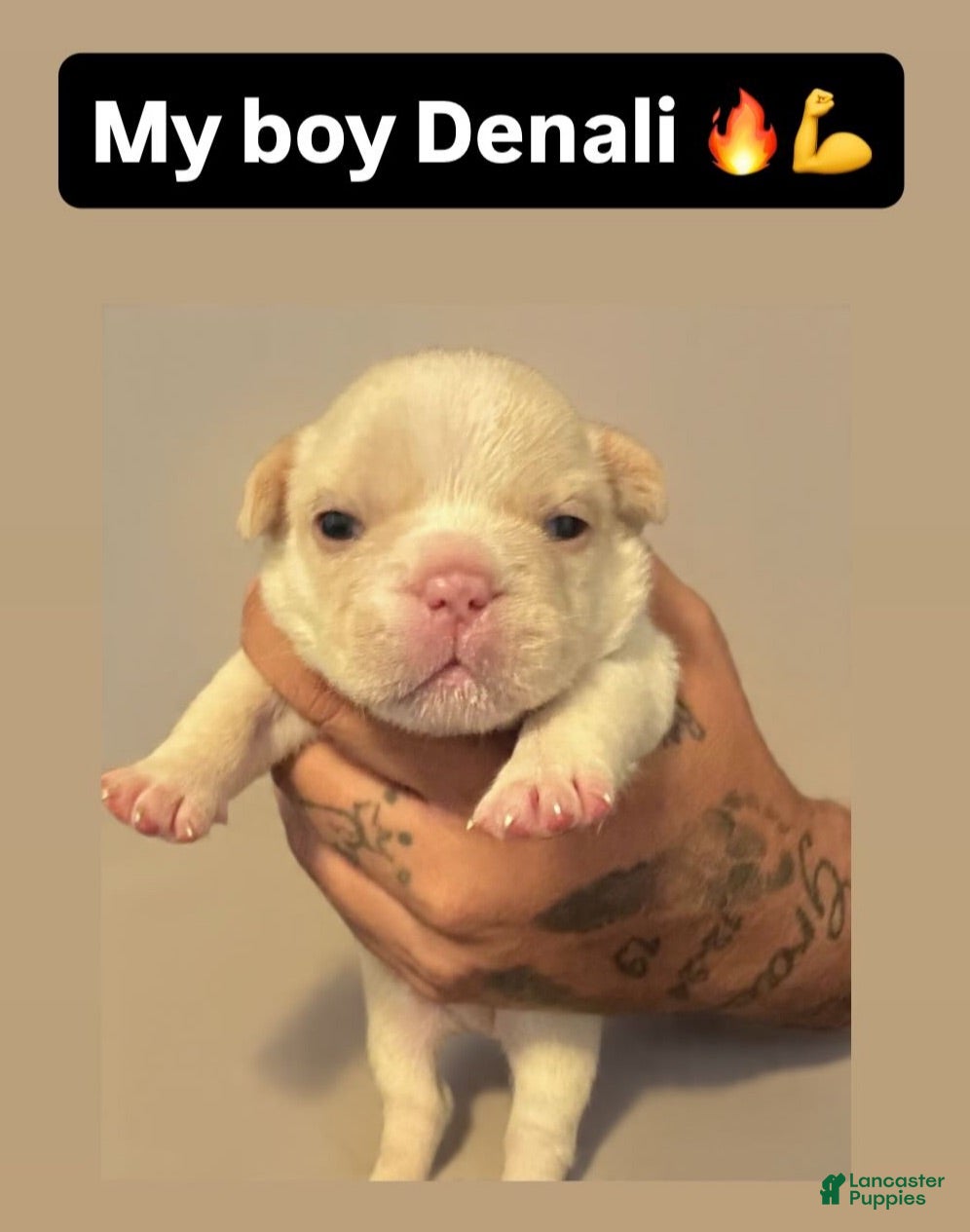 French Bulldog dogs French Bulldog 1 - Ad 7