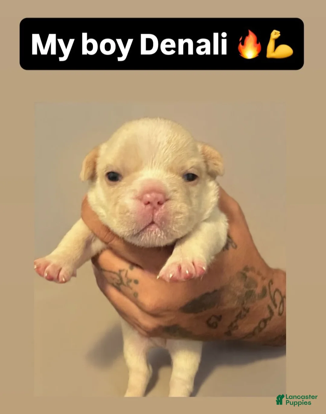 French Bulldog dogs for sale: French Bulldog 1 - Ad 1
