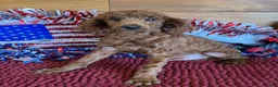 Miniature Poodle dogs for sale: Beau - Ad 3