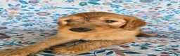 Goldendoodle dogs for sale: Blue Boy - Ad 5