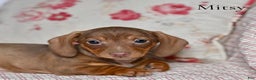 Miniature Dachshund dogs for sale: Mitsy - Ad 3