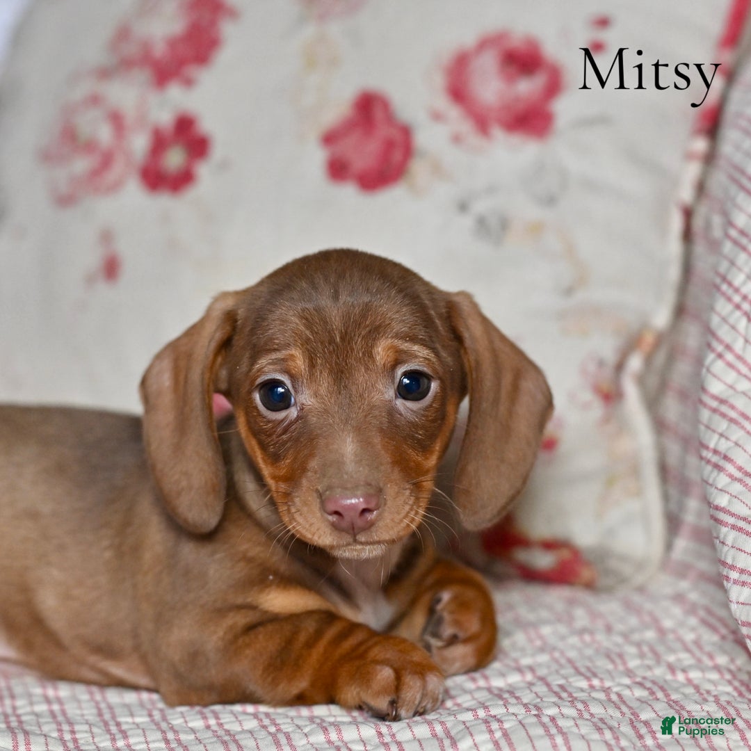 Miniature Dachshund dogs for sale: Mitsy - Ad 3