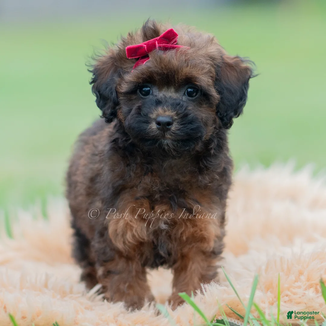 Toy Poodle dogs for sale: Teeka - Ad 2