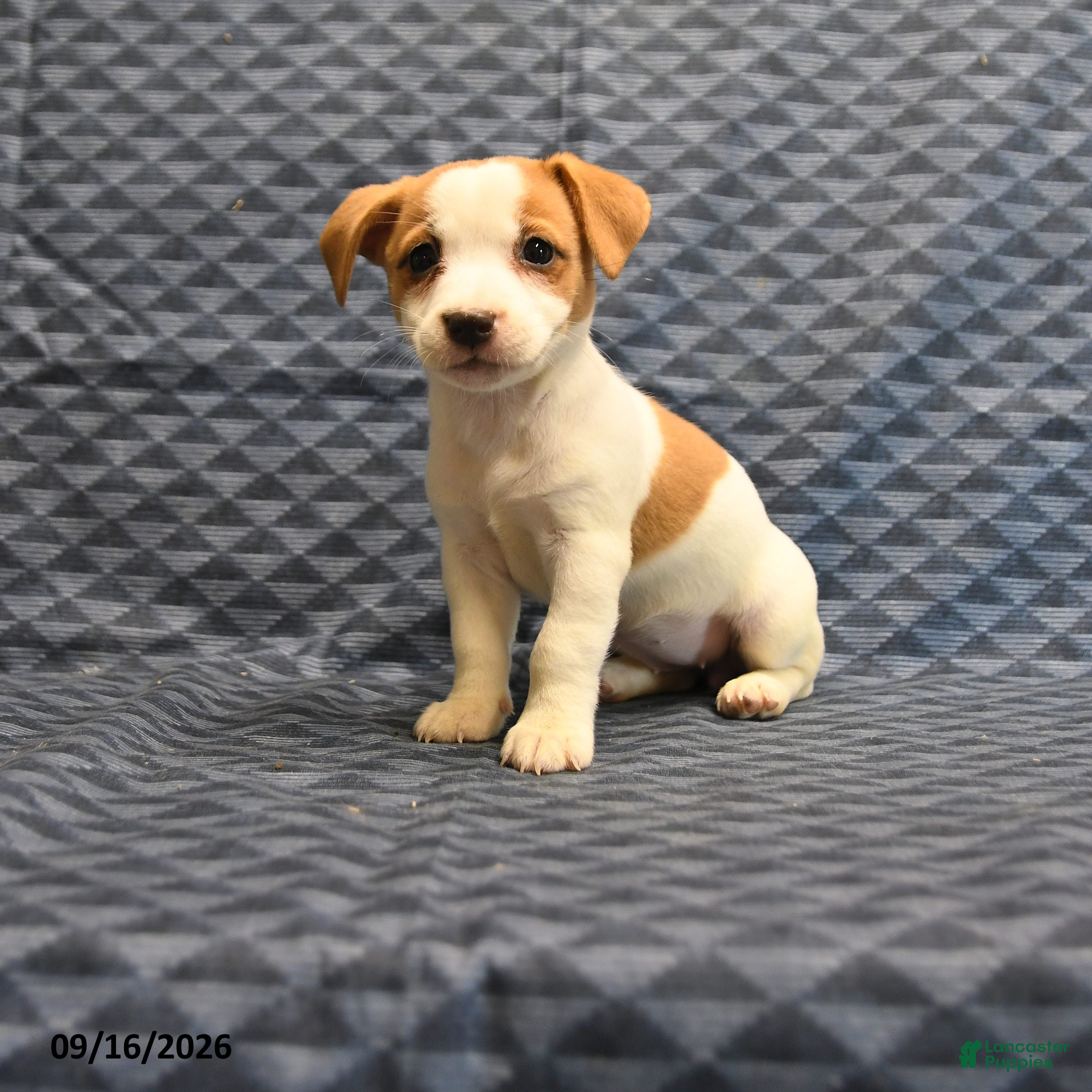 Jack Russell Terrier dogs Roleno - Ad 1
