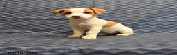 Jack Russell Terrier dogs for sale: Roleno - Ad 1