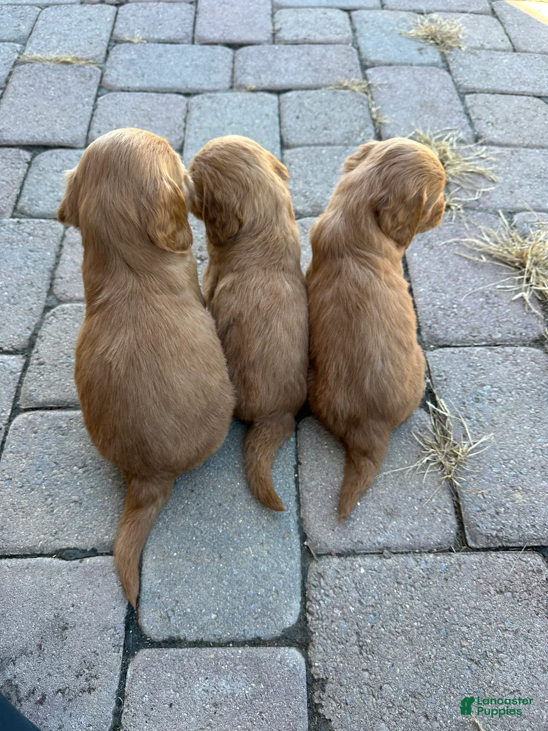 Goldendoodle dogs for sale: Goldendoodle 3 - Ad 2