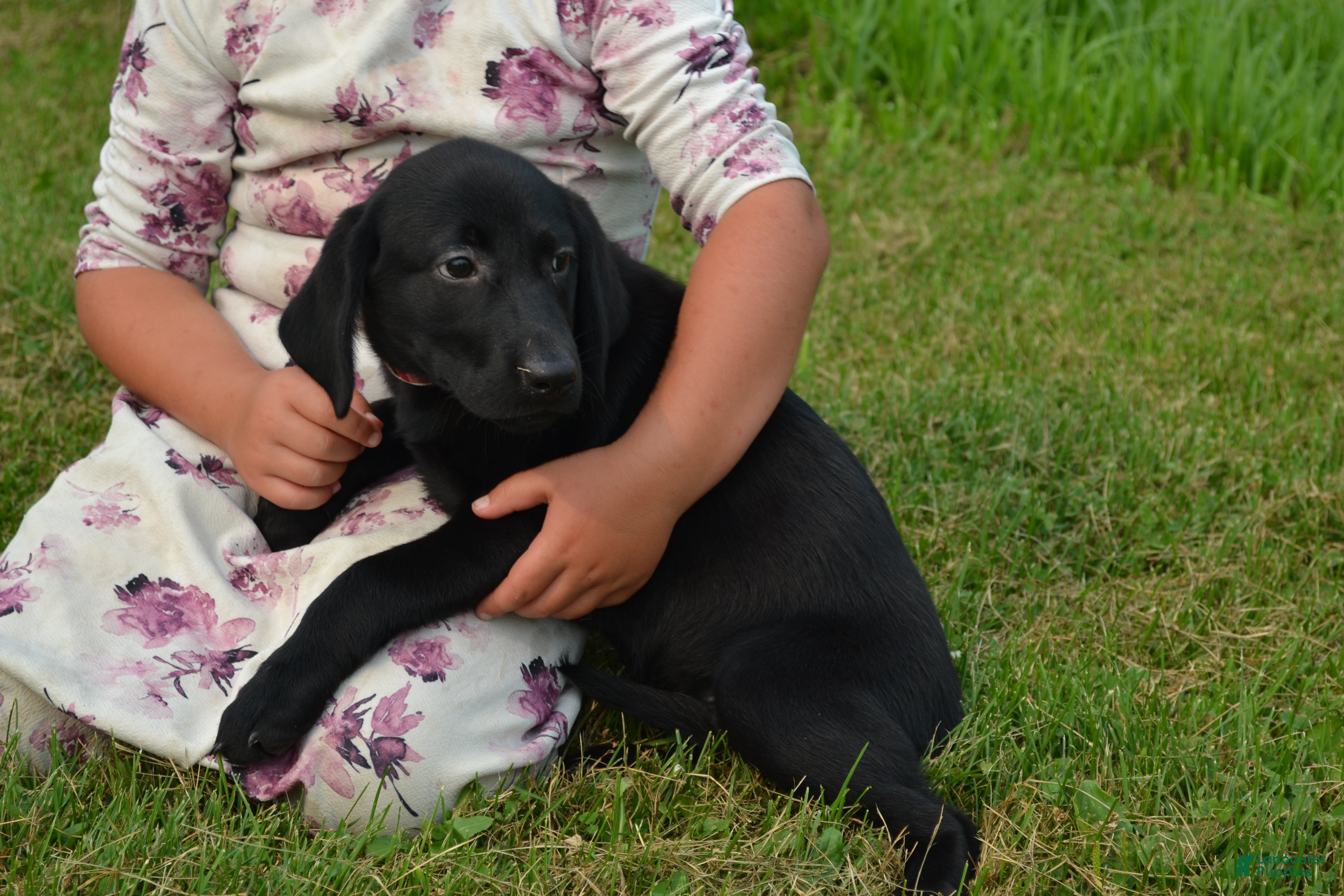 Labrador Retriever dogs Gwenda - Ad 41