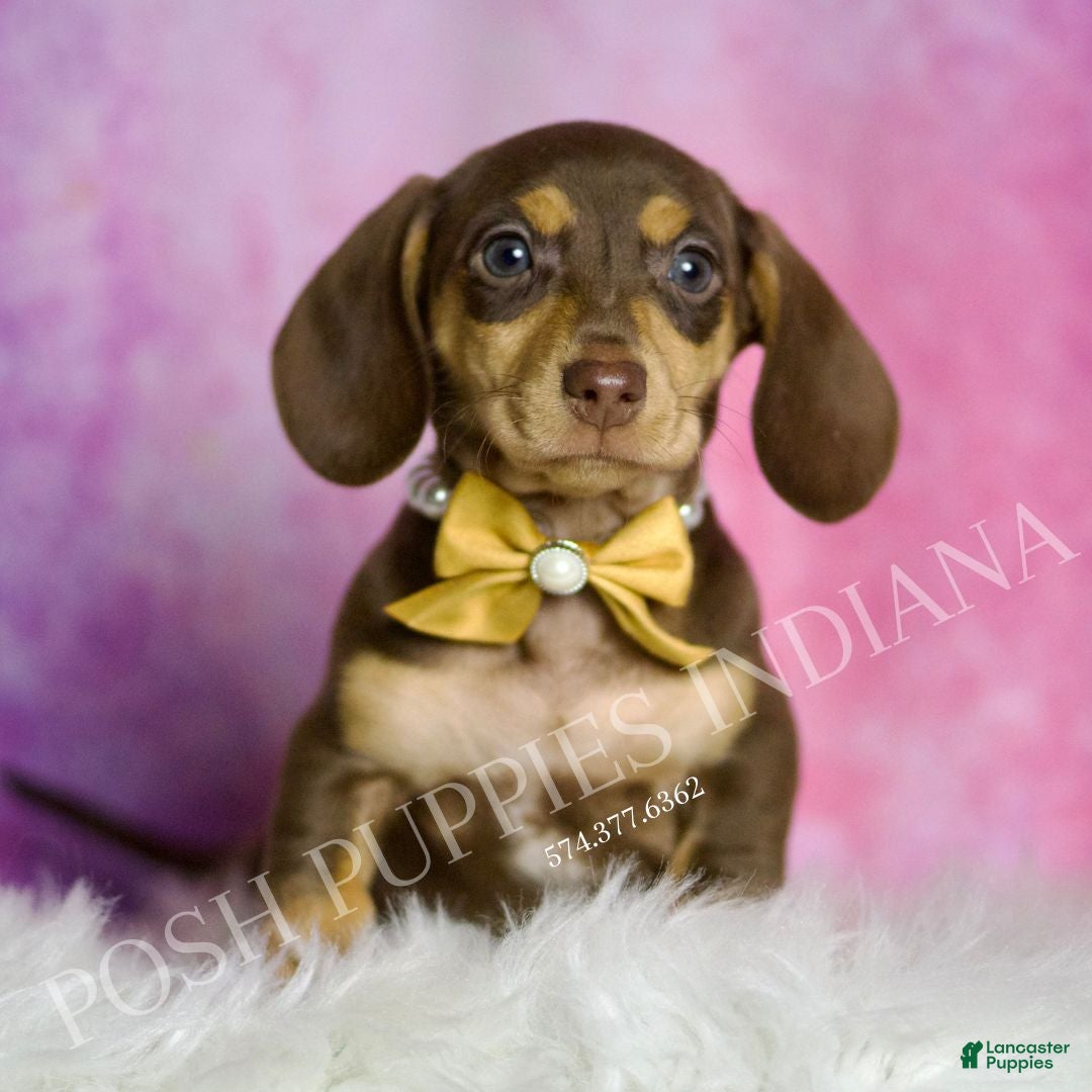 Miniature Dachshund dogs Rocco - Ad 37