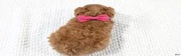 Toy Poodle dogs for sale: Sweetie - Ad 5