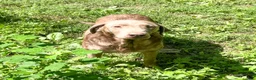 Labrador Retriever dogs for sale: Skye - Ad 7