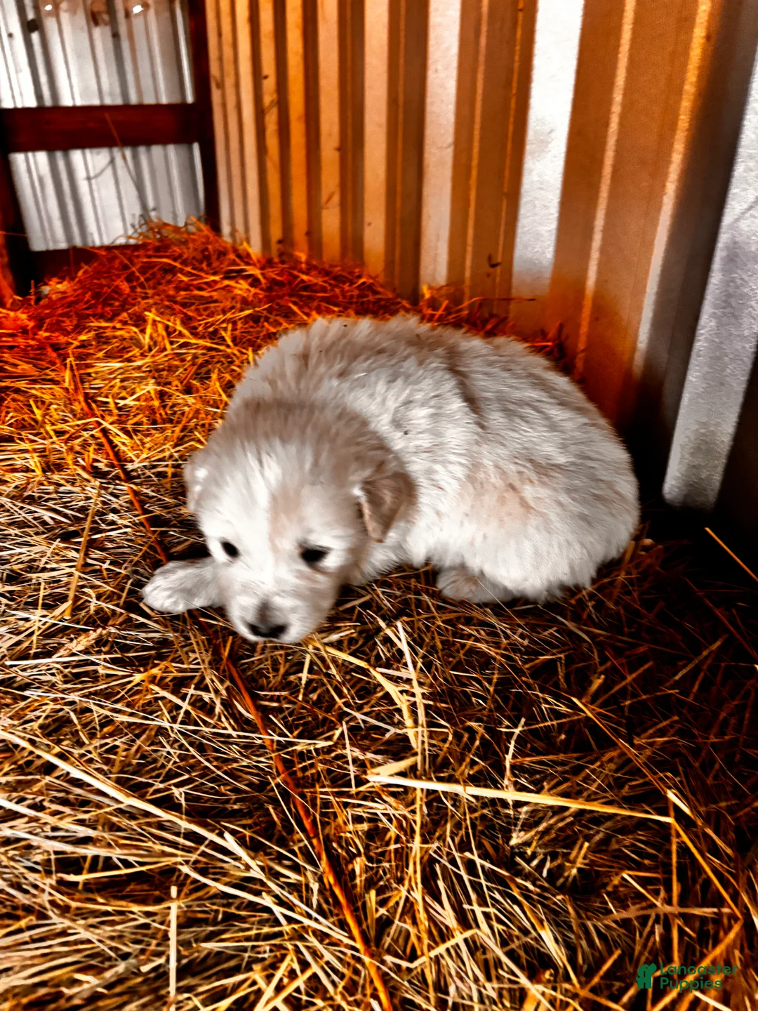 Great Pyrenees dogs for sale: Great Pyrenees Puppy 3 - Ad 1