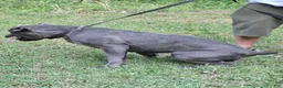 Cane Corso dogs for sale: Cane Corso Puppy 1 - Ad 2
