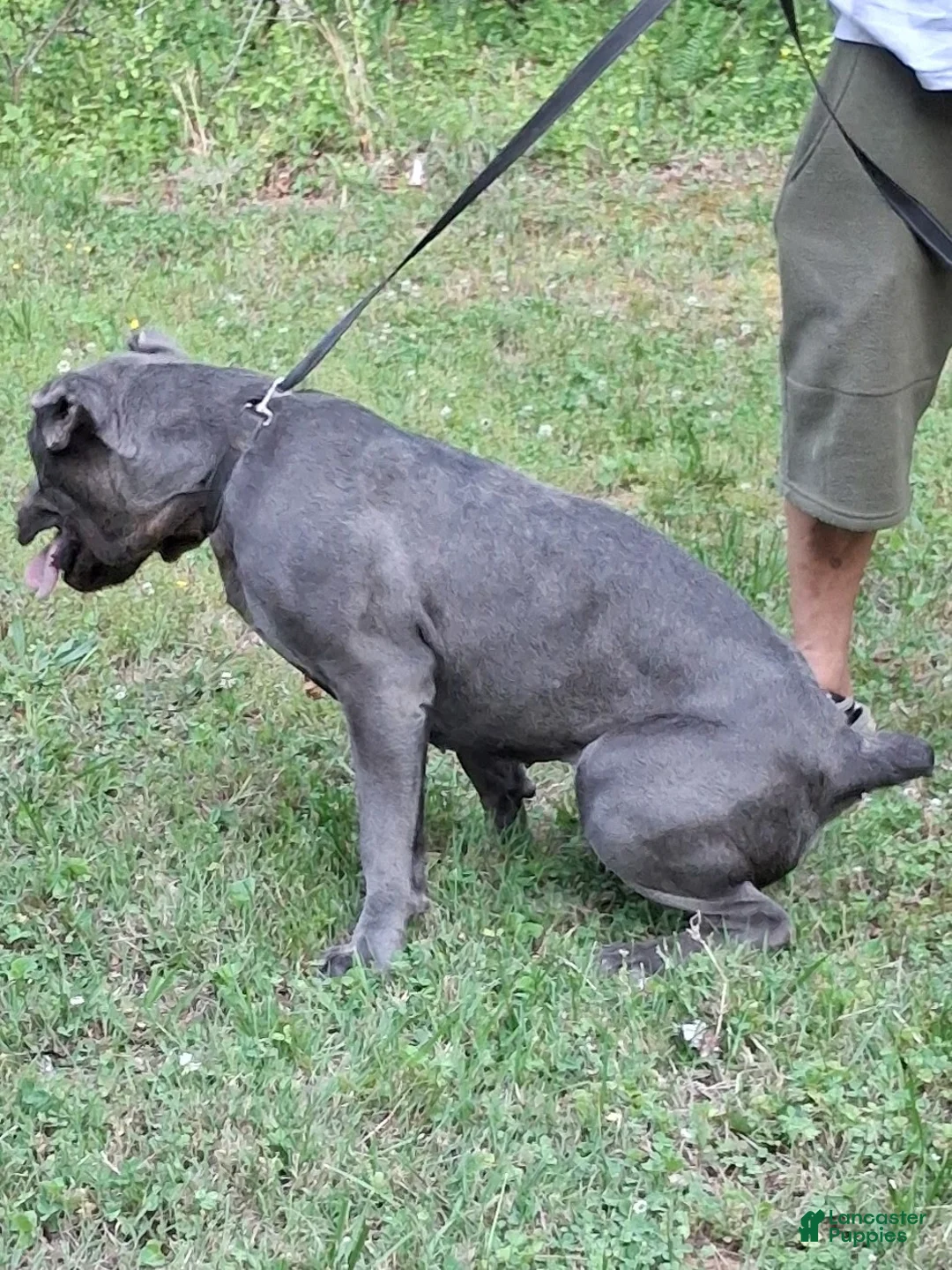 Cane Corso dogs for sale: Cane Corso Puppy 1 - Ad 2