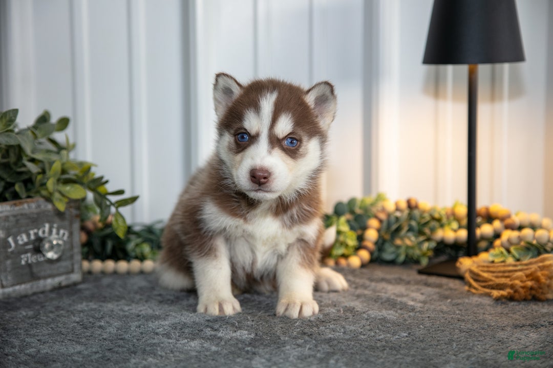 Siberian Husky dogs for sale: Thorn - Ad 1