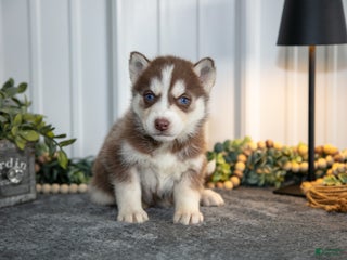 Siberian Husky dogs Thorn - Ad 5