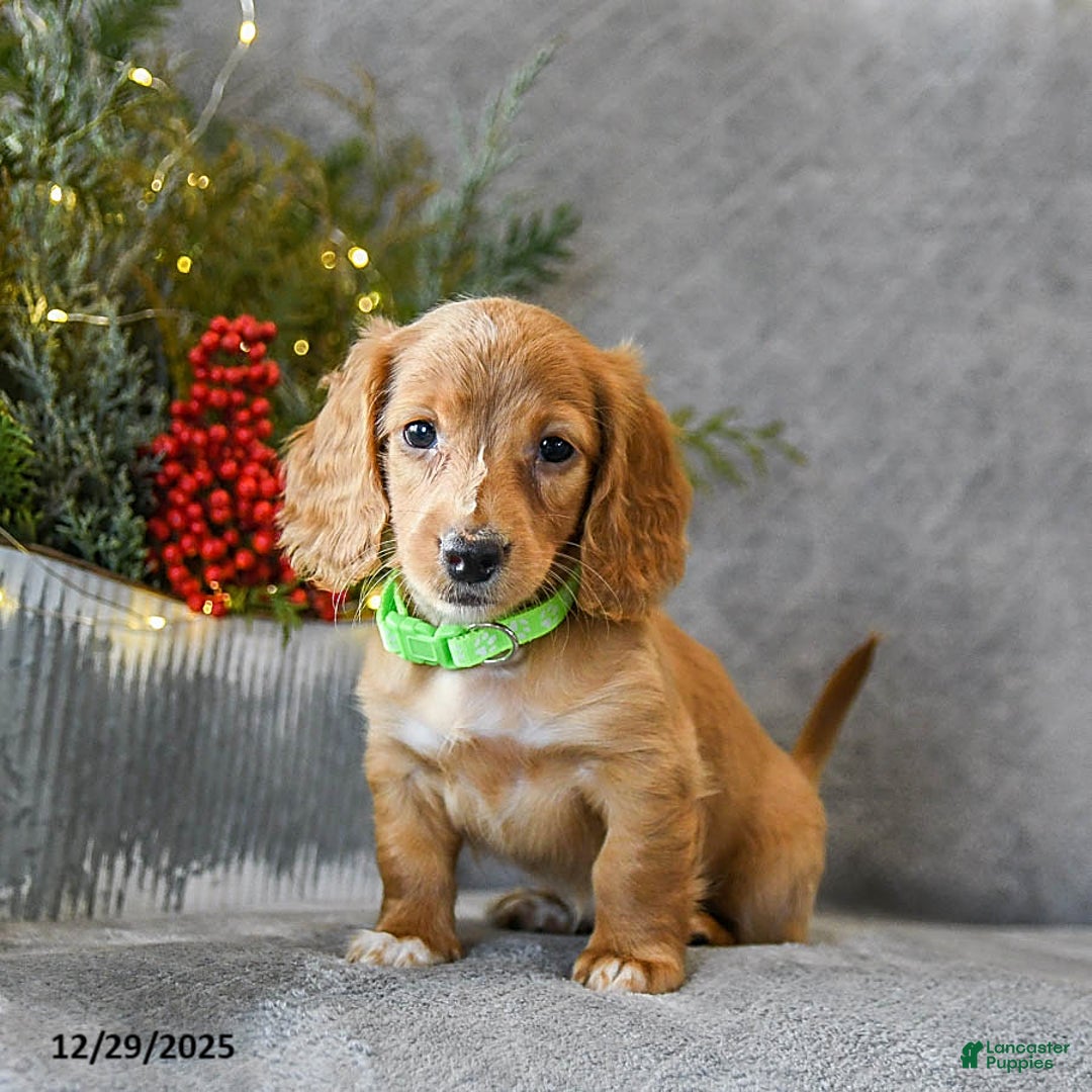 Miniature Dachshund dogs for sale: Star - Ad 4